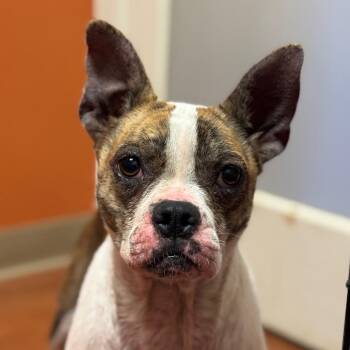 Boston Terrier and Mixed Breed Dogs Available for Adoption in Goleta, California - Bailey | PetCurious