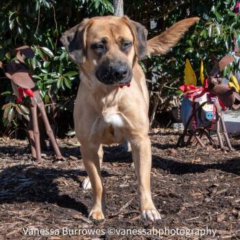 Mastiff and Labrador Retriever Dogs Available for Adoption - Godiva | PetCurious