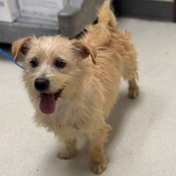 Terrier Dogs Available for Adoption - Chewy | PetCurious