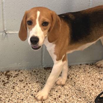 Dr.Dumpling 7401/5022 -  Beagle Dog for Adoption in Loxahatchee Groves, Florida - Dr.Dumpling 7401/5022 | PetCurious