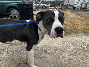 American Staffordshire Terrier and Mixed Breed Dogs Available for Adoption - DEMPSEY | PetCurious