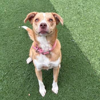 Dandelion -  Mixed Breed Dog for Adoption in Batavia, Ohio - Dandelion | PetCurious
