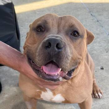 Zane -  Pit Bull Terrier Dog for Adoption in Belleville, Illinois - Zane | PetCurious