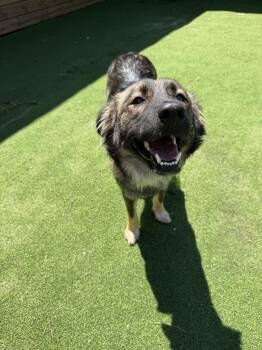 German Shepherd Dog Dogs Available for Adoption in The Woodlands, Texas - Bethany | PetCurious