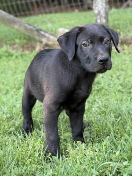 Wheeler -  Labrador Retriever and Golden Retriever Dog for Adoption in Malvern, Pennsylvania - Wheeler | PetCurious