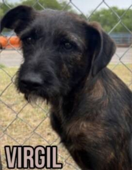Vergil -  Wirehaired Pointing Griffon and Poodle Dog for Adoption in Thompson Falls, Montana - Vergil | PetCurious