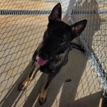 Ember -  Belgian Shepherd Malinois Dog for Adoption in Sand Springs, Oklahoma - Ember | PetCurious