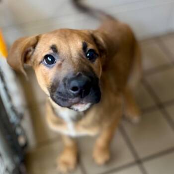 Johnny -  Mixed Breed Dog for Adoption in New York, New York - Johnny | PetCurious