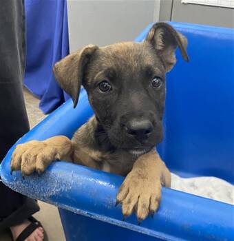 BUTTONS -  Mixed Breed Dog for Adoption in Dallas, Texas - BUTTONS | PetCurious