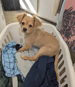 Luna -  Chihuahua Dog for Adoption in Los Angeles, California - Luna | PetCurious