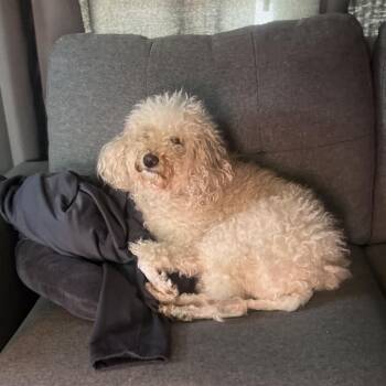 Poodle Dogs Available for Adoption in Waterford, New Jersey - SKYLAR | PetCurious
