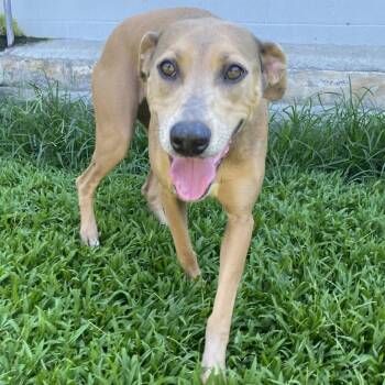 Rescue Mixed Breed Dogs for Adoption in Volcano, Hawaii - Cleo | PetCurious