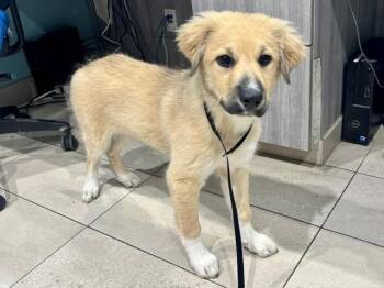 CASITA DE MEXICO -  Great Pyrenees Dog for Adoption in Rowlett, Texas - CASITA DE MEXICO | PetCurious