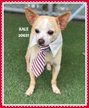 KALE -  Chihuahua Dog for Adoption in Marietta, Georgia - KALE | PetCurious