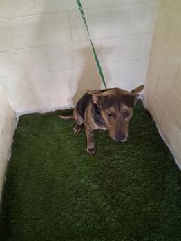 Rescue Bloodhound Dogs for Adoption in Winter Haven, Florida - MC GRUFF | PetCurious