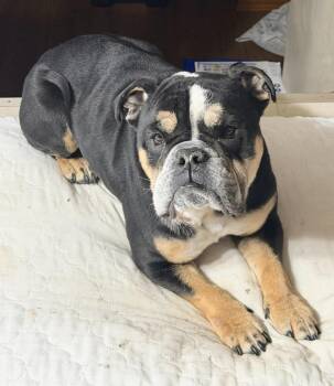 Rex -  Mixed Breed Dog Available for Adoption in De Pere, Wisconsin - Rex | PetCurious