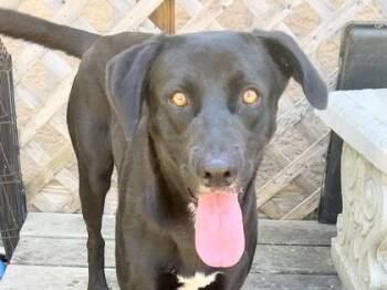 Fernando -  Mixed Breed Dog for Adoption in Georgetown, Texas - Fernando | PetCurious