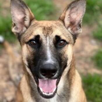 Rescue Black Mouth Cur Dogs for Adoption in Brock, Texas - Bliss | PetCurious