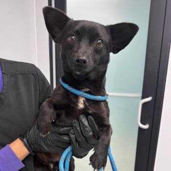 Chihuahua and Mixed Breed Dogs Available for Adoption - Bryan | PetCurious
