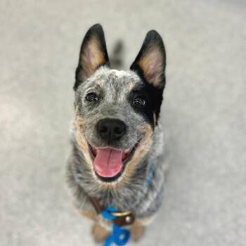 Australian Cattle Dog Blue Heeler Dogs Available for Adoption in Wheeling, Illinois - Splash | PetCurious