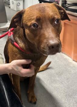 Mixed Breed Dogs Available for Adoption in Hillsdale, Indiana - Axle | PetCurious