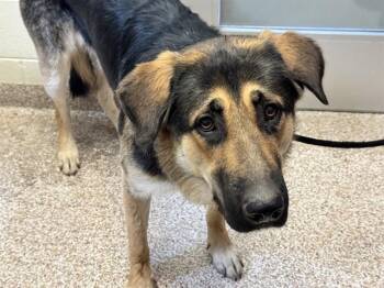 BLUEY -  German Shepherd Dog and Great Pyrenees Dog for Adoption in Pueblo, Colorado - BLUEY | PetCurious