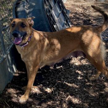 Peggy -  Belgian Shepherd Malinois Dog for Adoption in San Andreas, California - Peggy | PetCurious