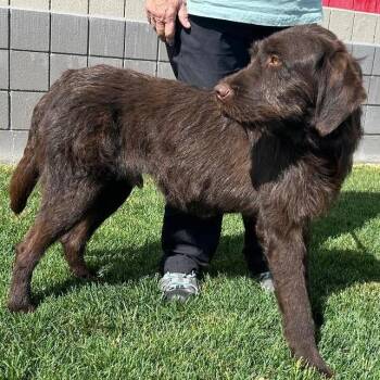Wirehaired Pointing Griffon and Black Labrador Retriever Dogs Available for Adoption in Millville, Utah - Bruce | PetCurious