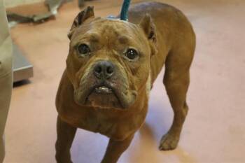 EMERSON -  Mixed Breed Dog for Adoption in Columbia, South Carolina - EMERSON | PetCurious