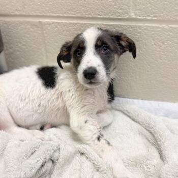 Mixed Breed Dogs Available for Adoption in Hendersonville, North Carolina - Musa | PetCurious