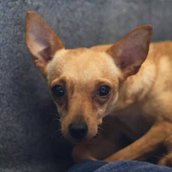 VELMA -  Chihuahua Dog for Adoption in San Antonio, Texas - VELMA | PetCurious