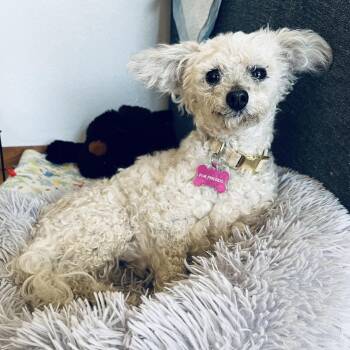Little Ellen -  Poodle Dog for Adoption in St. Helens, Oregon - Little Ellen | PetCurious