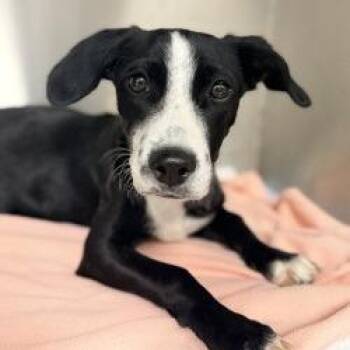 Puppy (1) 10/27/2026 -  Shepherd and Mixed Breed Dog for Adoption in Bullhead City, Arizona - Puppy (1) 10/27/2026 | PetCurious