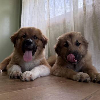 Kristoff -  Caucasian Sheepdog Caucasian Ovtcharka Dog for Adoption in Medford Lakes, New Jersey - Kristoff | PetCurious