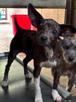 Teresa -  Terrier Dog for Adoption in Swainsboro, Georgia - Teresa | PetCurious