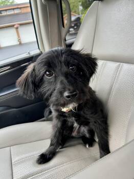 Yorkshire Terrier and American Eskimo Dog Dogs Available for Adoption in Mokena, Illinois - Truffle | PetCurious