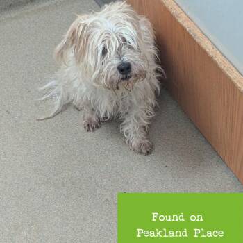 Leroy -  Shih Tzu and Mixed Breed Dog for Adoption in Lynchburg, Virginia - Leroy | PetCurious