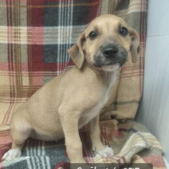 Gail -  Hound Dog for Adoption in New Tazewell, Tennessee - Gail | PetCurious