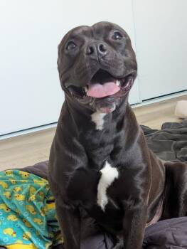 Bronx -  Pit Bull Terrier Dog for Adoption in Simi Valley, California - Bronx | PetCurious