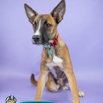 Benito -  Mixed Breed Dog for Adoption in Portland, Oregon - Benito | PetCurious