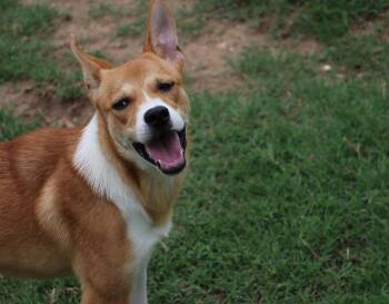 Terrier Dogs Available for Adoption in Pflugerville, Texas - Yukon | PetCurious