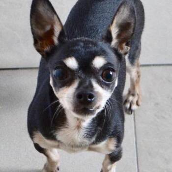 Chihuahua Dogs Available for Adoption in Newark, New Jersey - Lucky (In Foster) | PetCurious