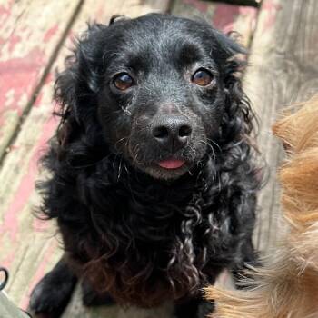 Spaniel Dogs Available for Adoption in Matteson, Illinois - Lucky | PetCurious