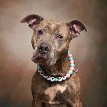 Mixed Breed Dogs Available for Adoption - Babygirl | PetCurious