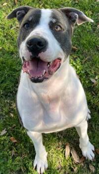 Rescue American Bulldog and Staffordshire Bull Terrier Dogs for Adoption in Texas City, Texas - ODIN | PetCurious