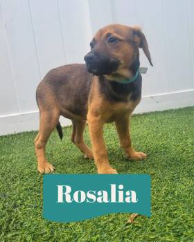 Isabella Pup - Rosalia -  Dachshund and Labrador Retriever Dog Available for Adoption in Pompano Beach, Florida - Isabella Pup - Rosalia | PetCurious