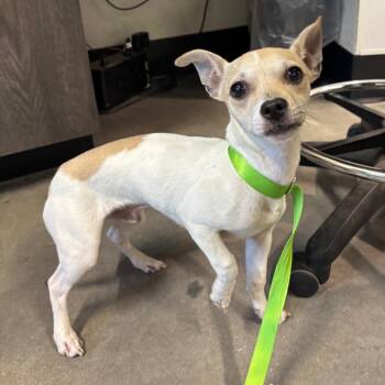 Cosmo -  Chihuahua and Jack Russell Terrier Dog for Adoption in Tampa, Florida - Cosmo | PetCurious