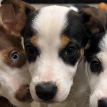 Earl -  Border Collie and Mixed Breed Dog for Adoption in Nashville, Tennessee - Earl | PetCurious