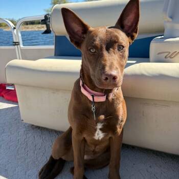 Mixed Breed and None Dogs Available for Adoption in Buffalo, Minnesota - Zuri | PetCurious
