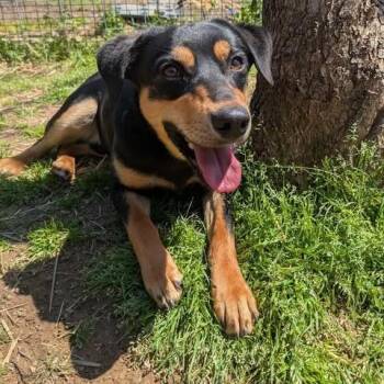 Chad -  Cattle Dog and Mixed Breed Dog for Adoption in Dover, Arkansas - Chad | PetCurious
